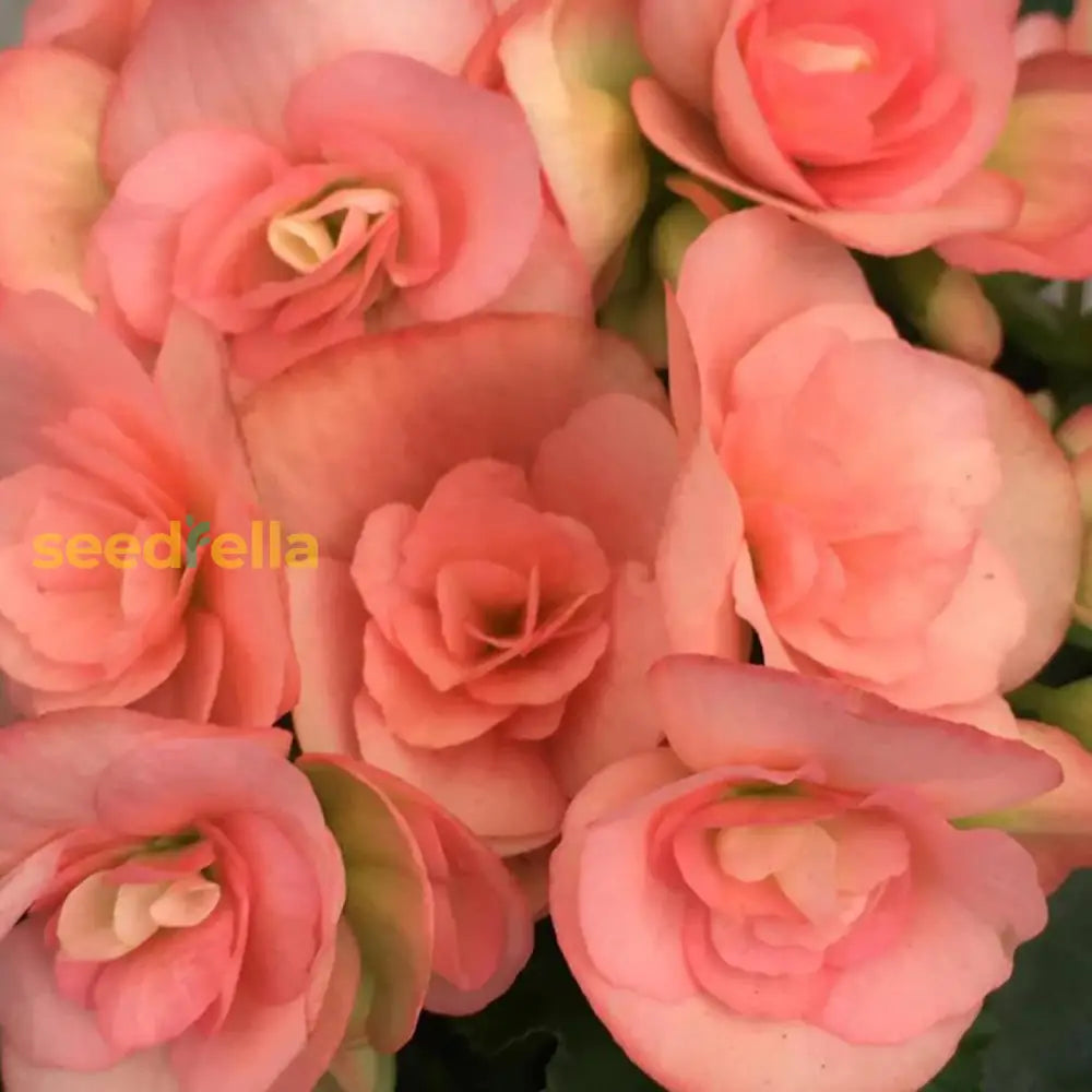 Pink Rieger Begonia Seeds Popular Houseplant Easy To Care Showy Beautiful Flowers Attractive