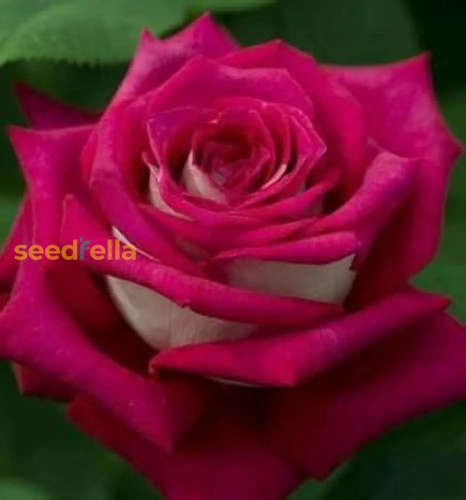 Pink Rose Flower Seeds For Easy Planting