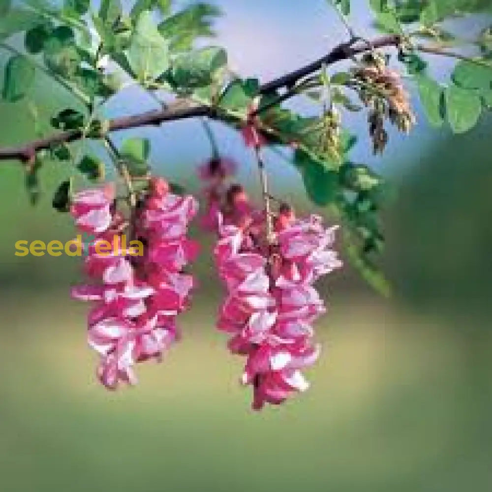 Pink Rose Locust Tree Seeds For Planting - Grow Your Own Beautiful Trees Flower