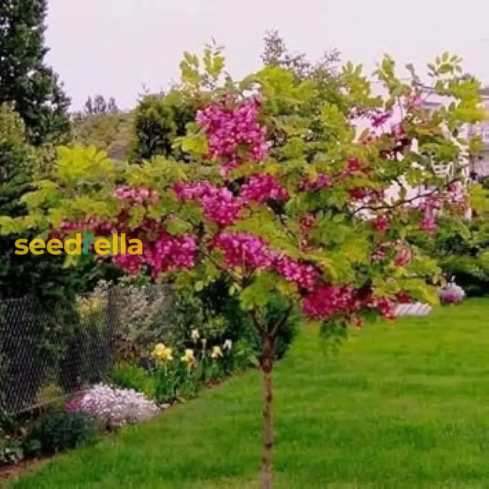 Pink Rose Locust Tree Seeds For Planting - Grow Your Own Beautiful Trees Flower