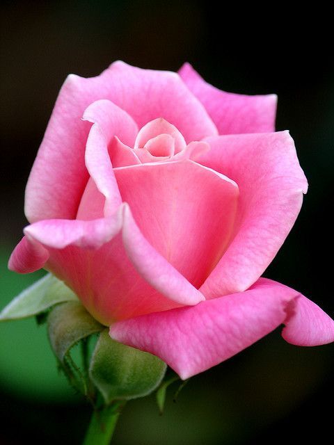 How to Grow Pink Rose Flowers