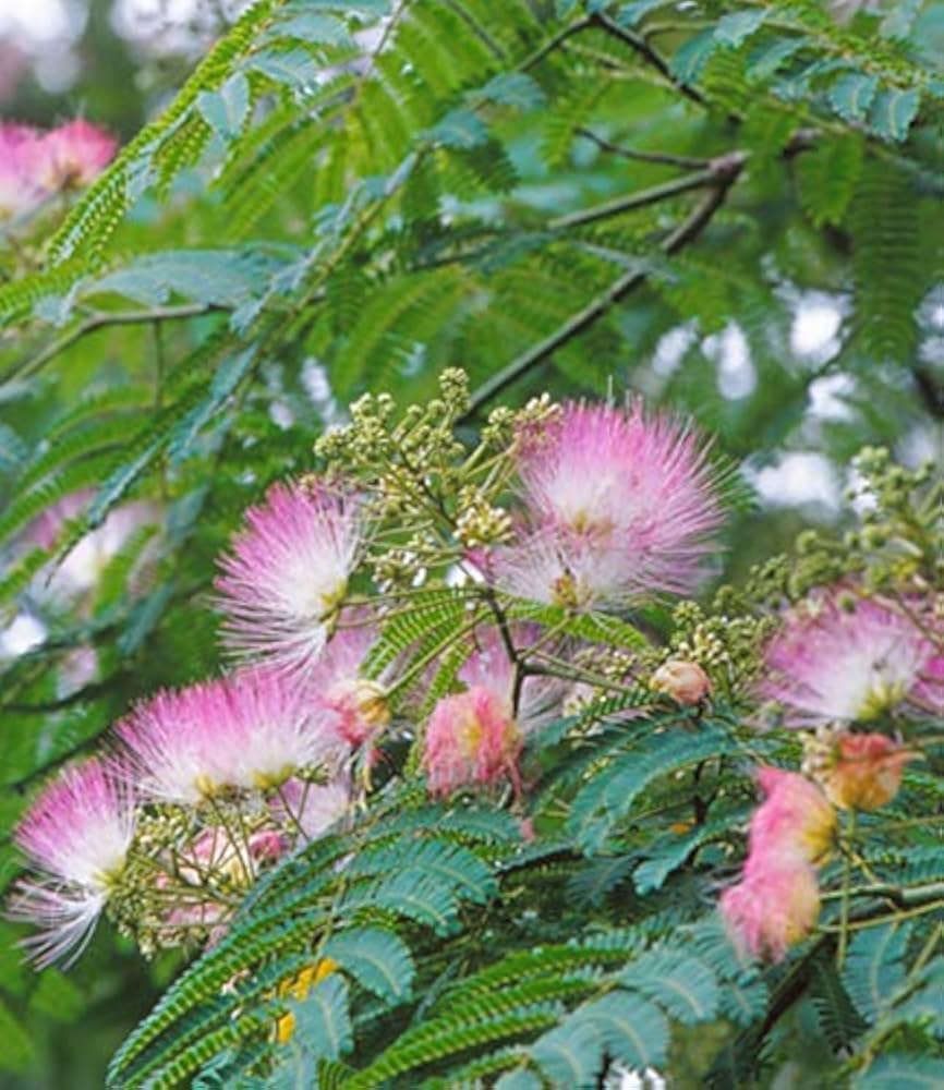 Pink Silk Tree Blooms in Garden