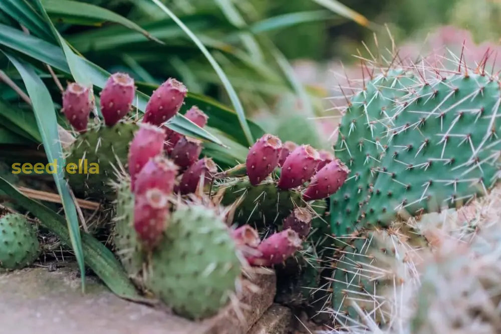 Pink Spineless Opuntia Seeds For Planting  Unique Cactus Variety Herb