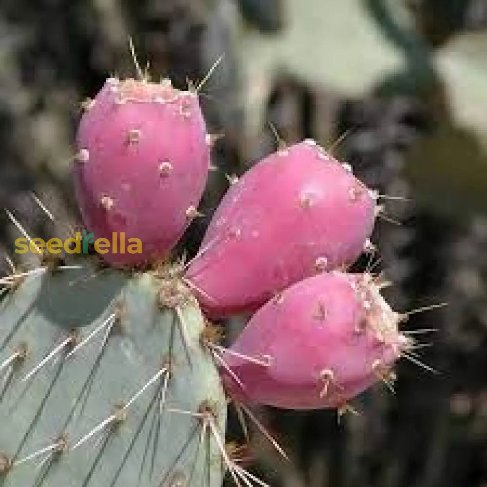 Pink Spineless Opuntia cactus seeds for planting in sunny gardens