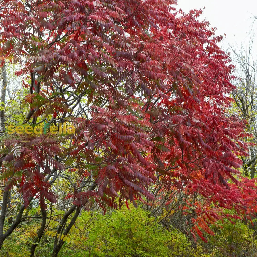 Pink Staghorn Sumac Seeds - Perfect For Tree Planting