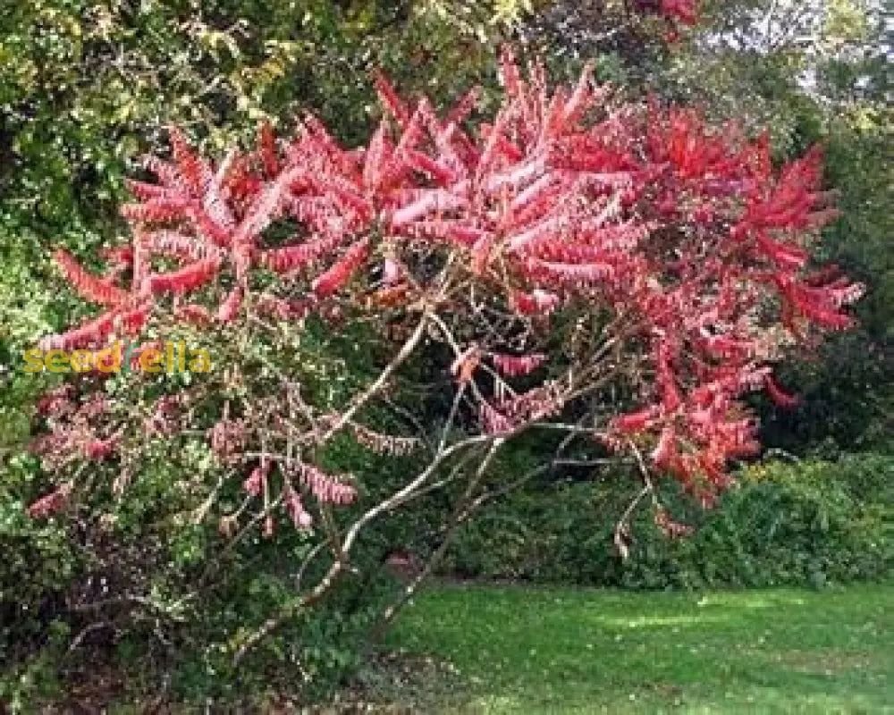 Pink Staghorn Sumac Seeds - Perfect For Tree Planting