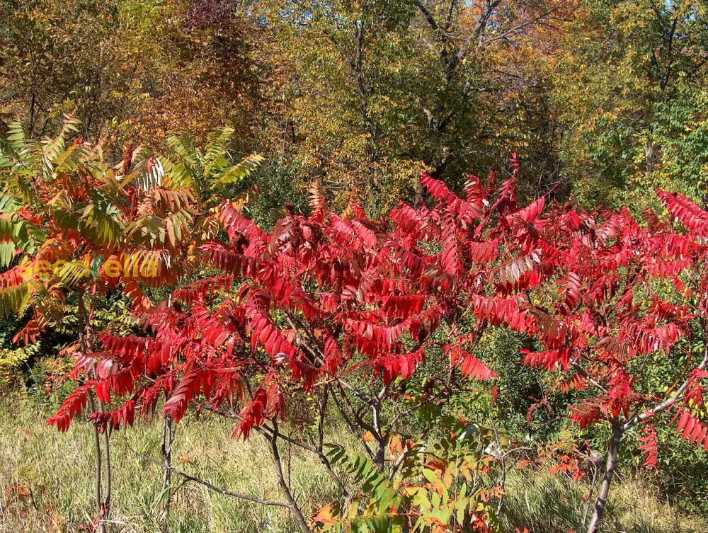 Pink Staghorn Sumac Seeds - Perfect For Tree Planting