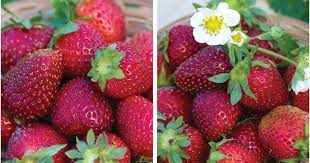 Pink strawberries ripening on healthy plants