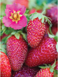 Pink strawberry seeds for planting in home gardens
