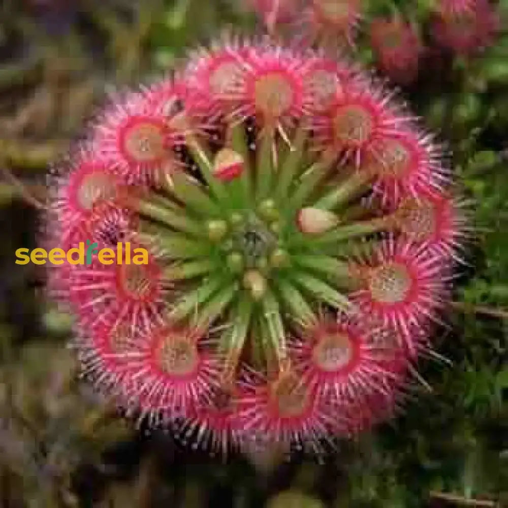 Pink Sundew Plant Seeds For Garden Planting Seeds