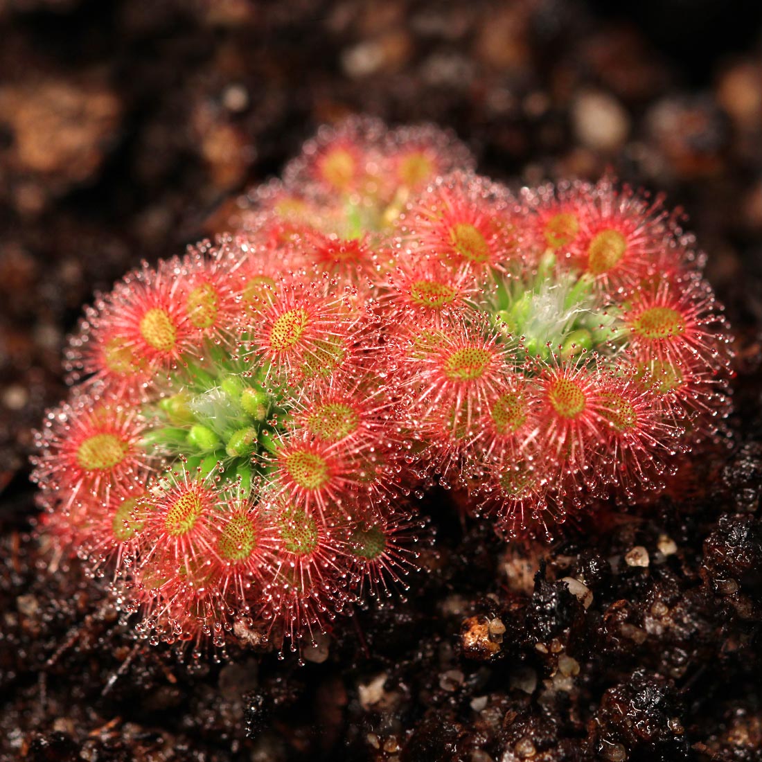 Pink Sundew seeds germinating indoors