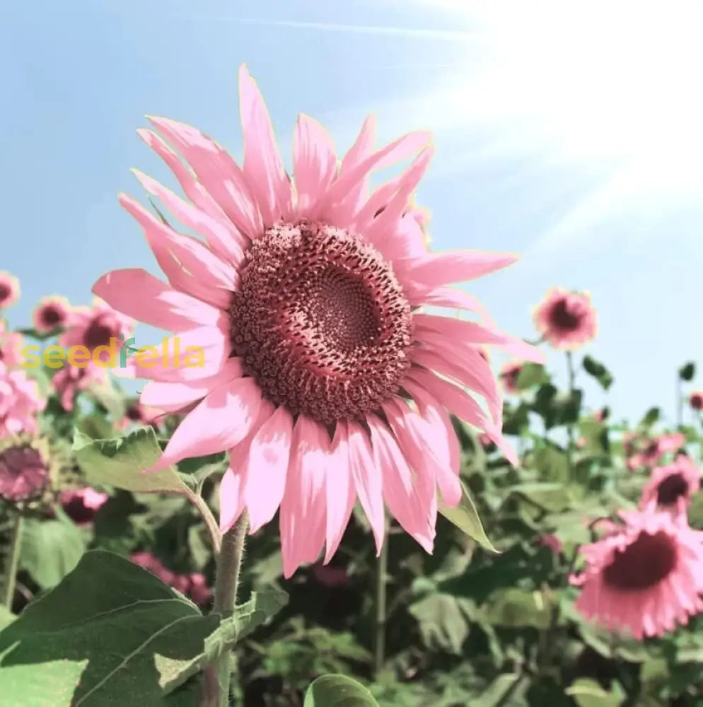 Pink Sunflower Planting Seeds  Grow Your Garden Flower