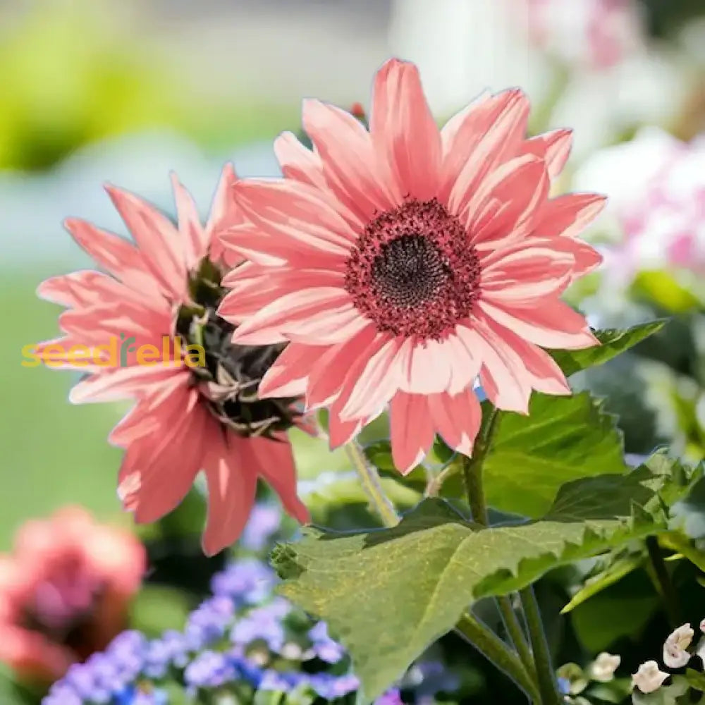 Pink Sunflower Planting Seeds  Grow Your Garden Flower