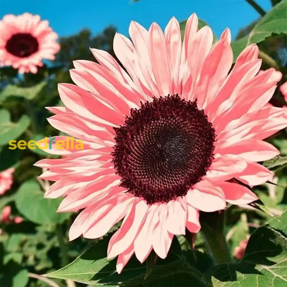 Pink Sunflower Seeds - Perfect For Planting Flower