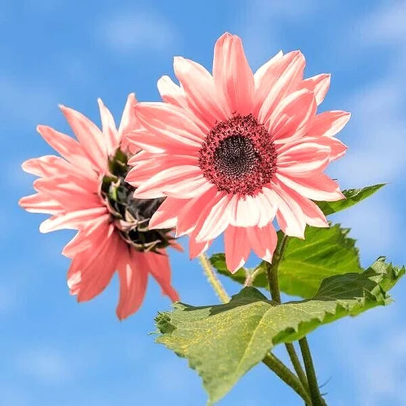 Pink sunflower seeds planting and growing guide