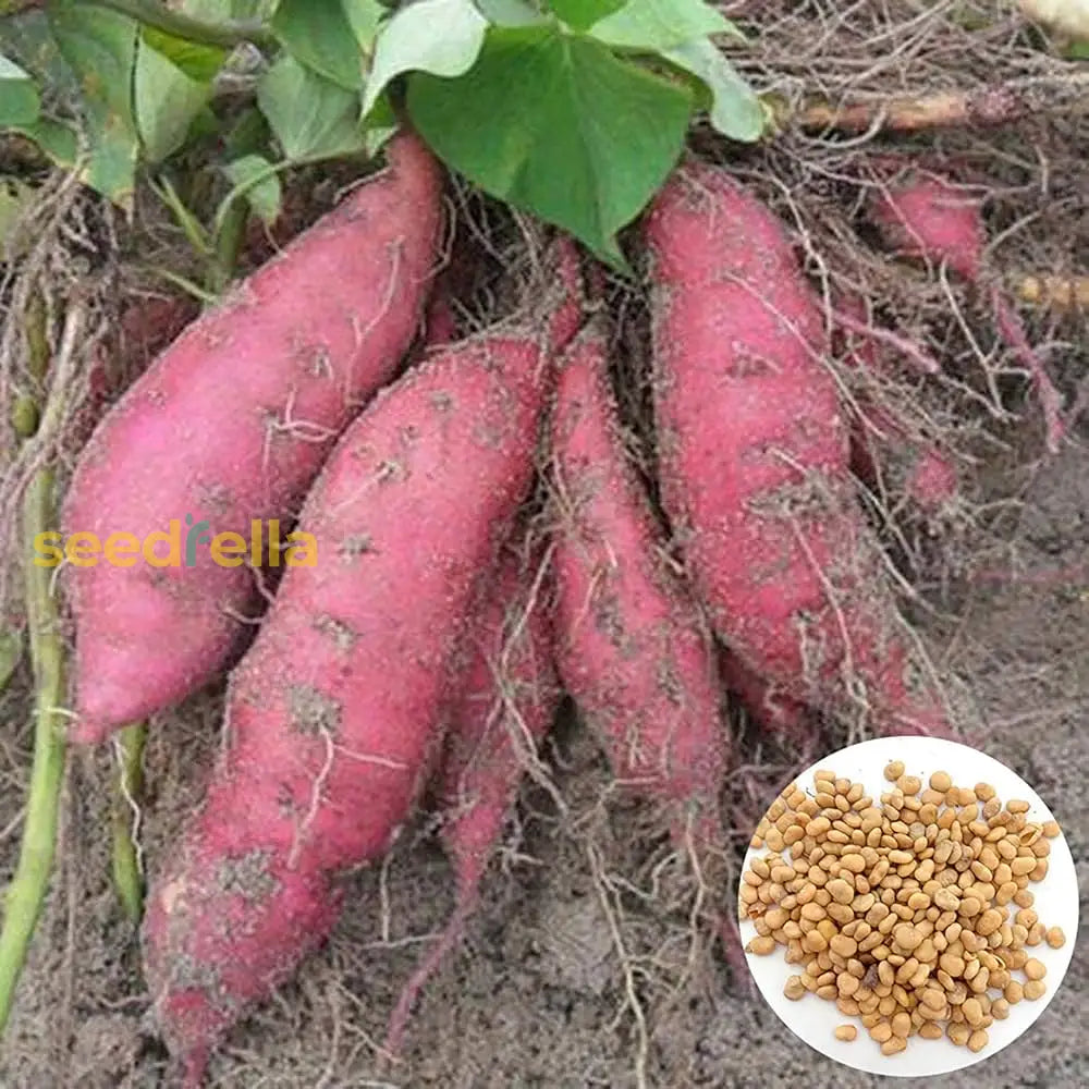 Pink Sweet Potato Seeds For Planting  Delicious Vegetable Variety Seeds