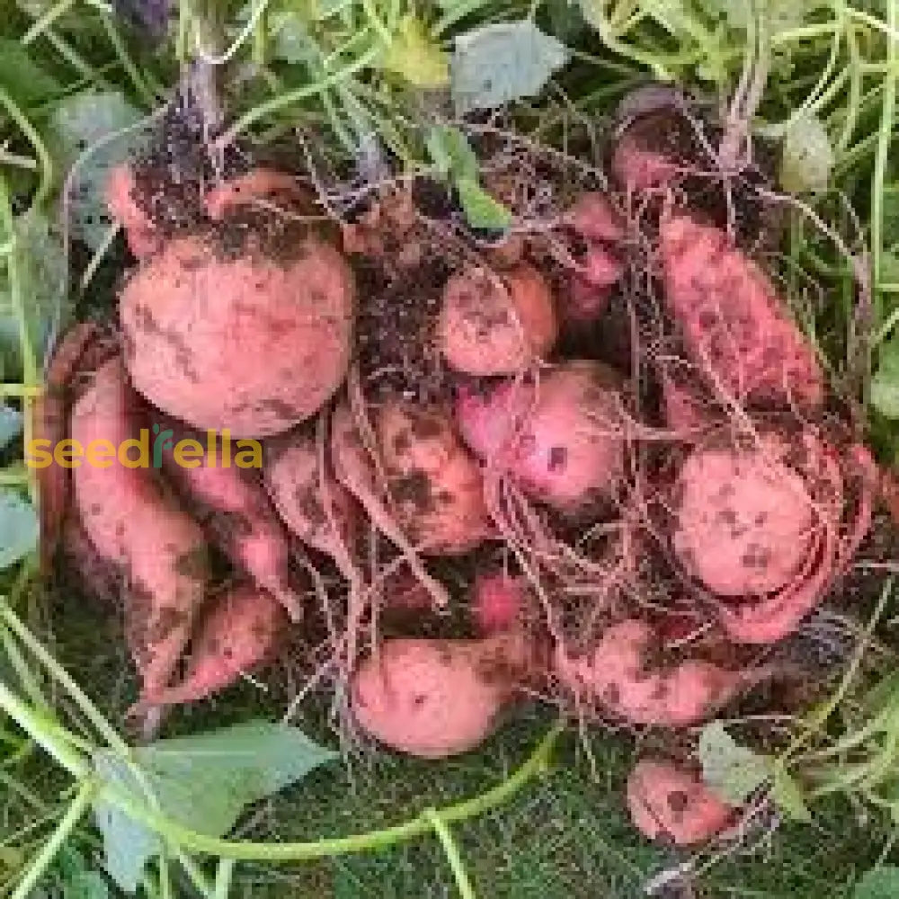 Pink Sweet Potato Seeds For Planting  Grow Delicious Vegetables Vegetable Seeds