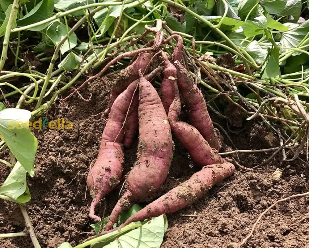 Pink Sweet Potato Seeds For Planting  Grow Delicious Vegetables Vegetable Seeds