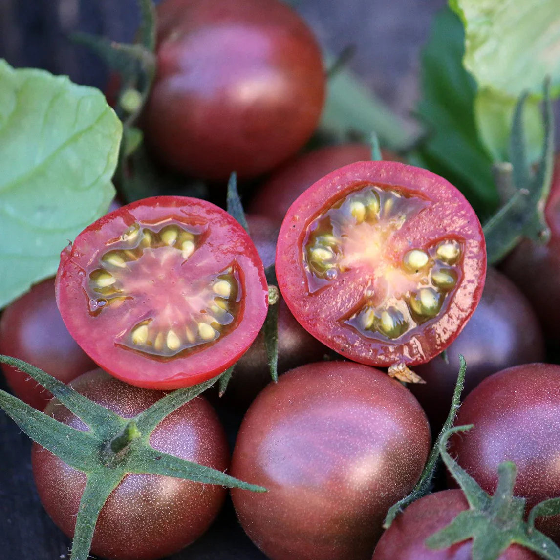 Pink tomato plants growing in garden