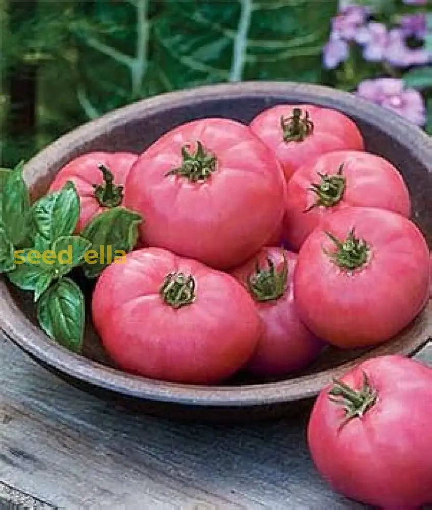 Pink Tomato Seeds For Planting