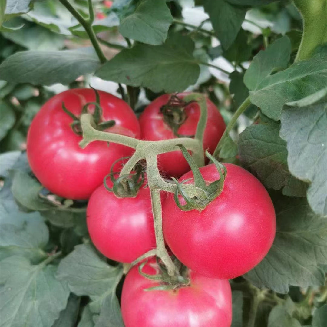 Pink Tomato seeds for planting in home gardens