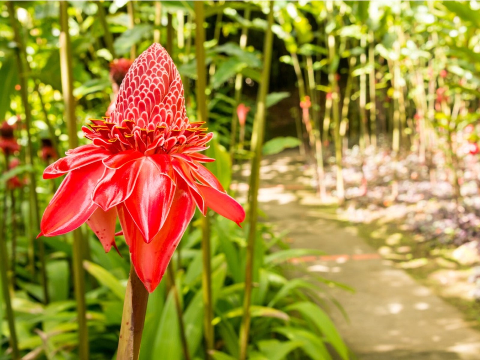 Pink Torch Ginger Flower in Full Bloom