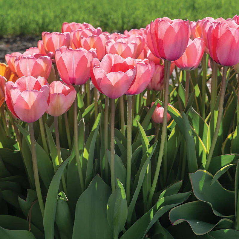 Close-up of Pale Pink Tulip Flower Petals