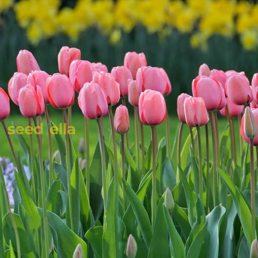 Pink Tulip Seeds For Planting - Vibrant Spring Blooms Flower