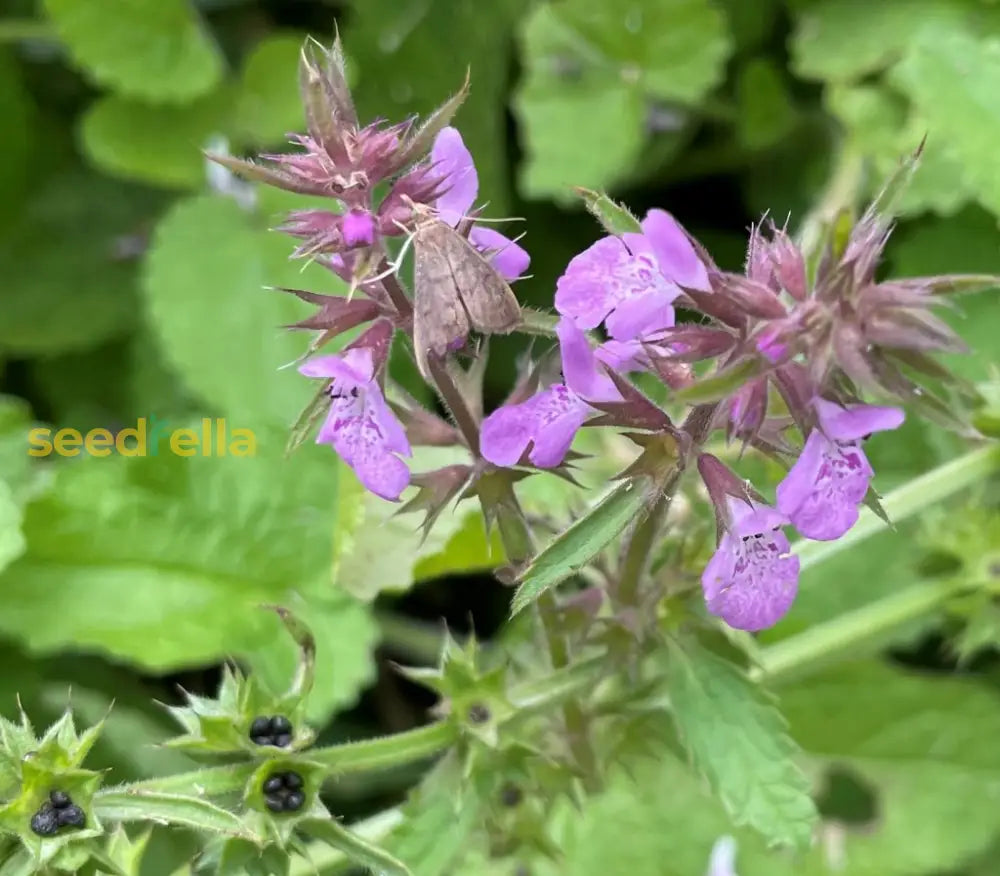 Pink United Mint Planting Seeds For Vibrant Gardens Herb