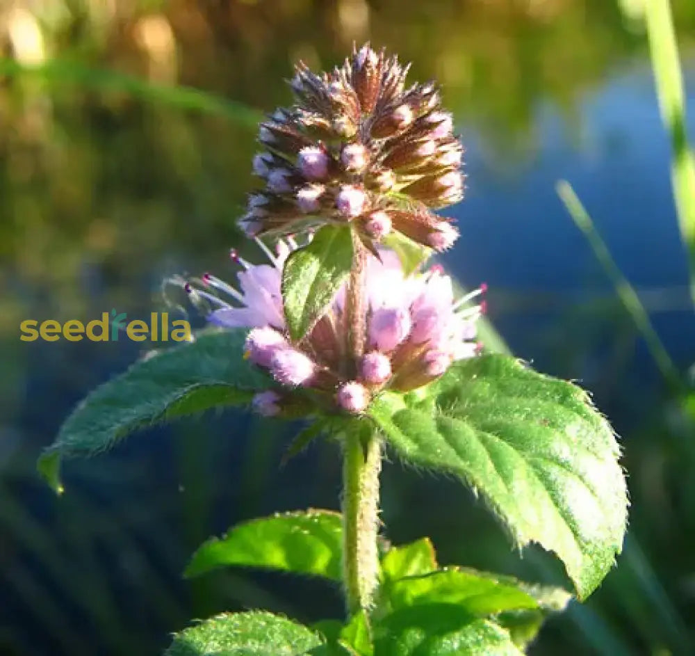 Pink United Mint Planting Seeds For Vibrant Gardens Herb