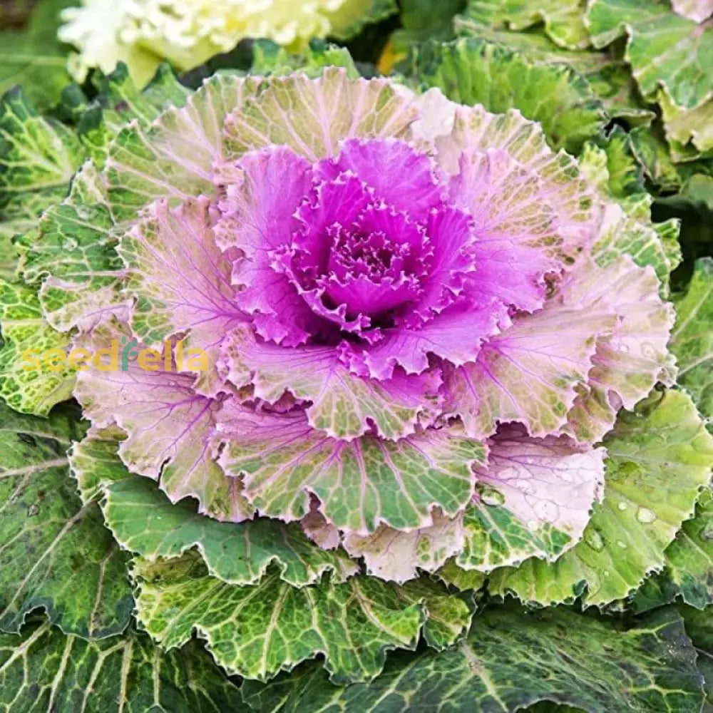 Closeup of pink-veined kale leaves