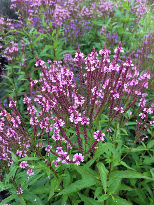 Pink Vervain plant with vibrant pink flower spikes