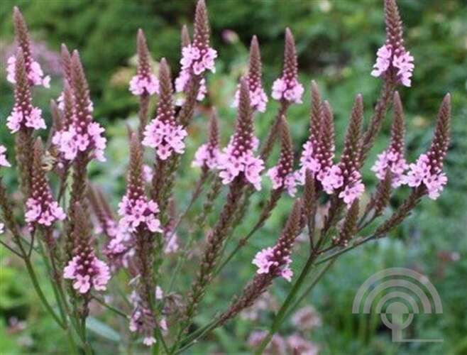 Pink Vervain in wildflower meadow