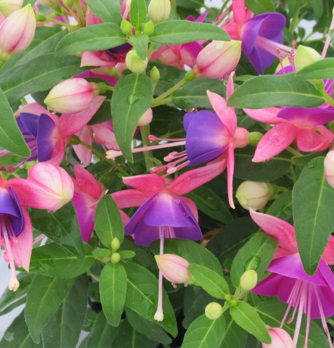 Pink Violet Fuchsia Garden Seeds for Hanging Planters
