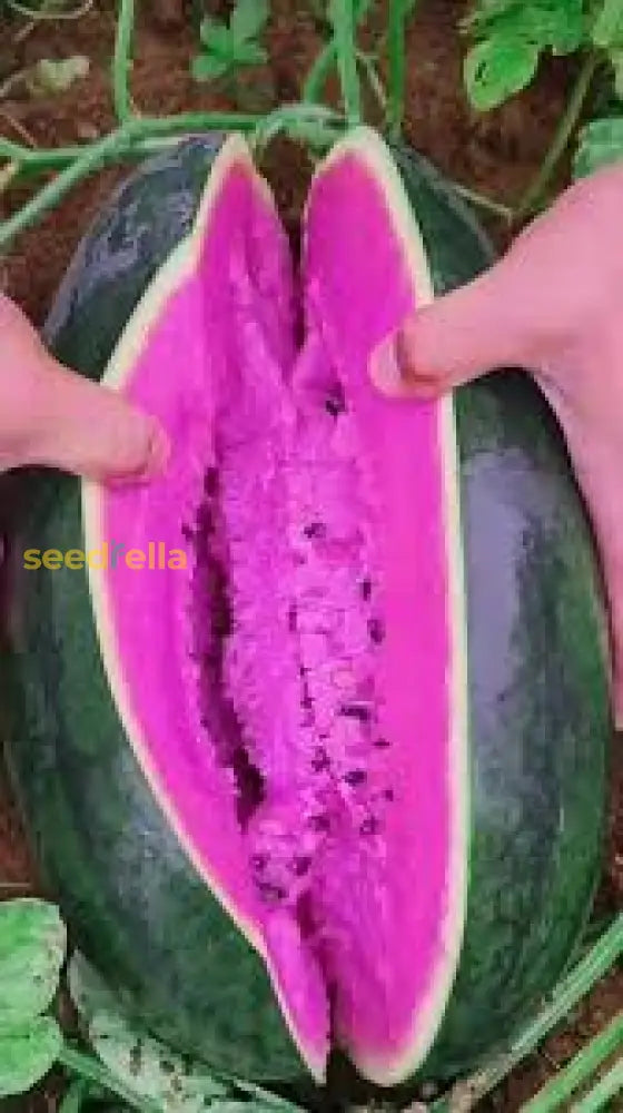 Pink Watermelon Seeds Planting Guide