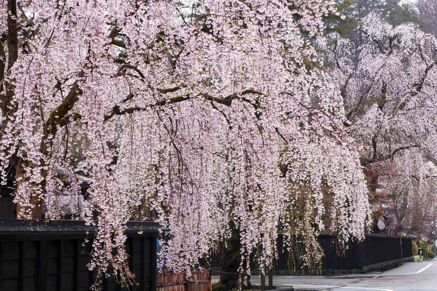 Pink Weeping Cherry Blooms – Non-GMO Ornamental Tree Seeds
