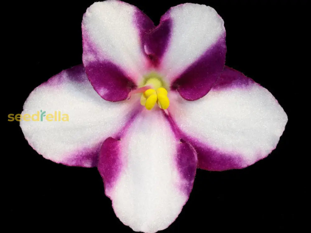 Pink & White African Violet Flower Seeds | Exotic Ground Cover Planting