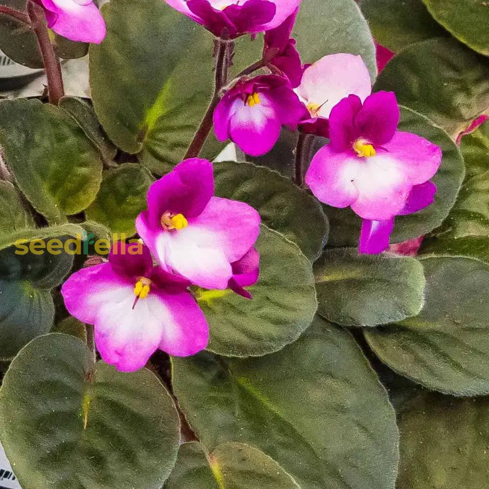 Pink & White African Violet Flower Seeds | Exotic Ground Cover Planting