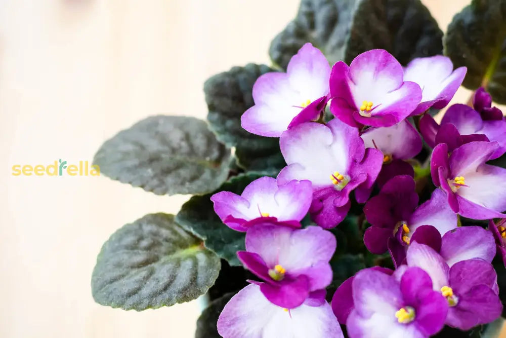 Pink & White African Violet Flower Seeds | Exotic Ground Cover Planting