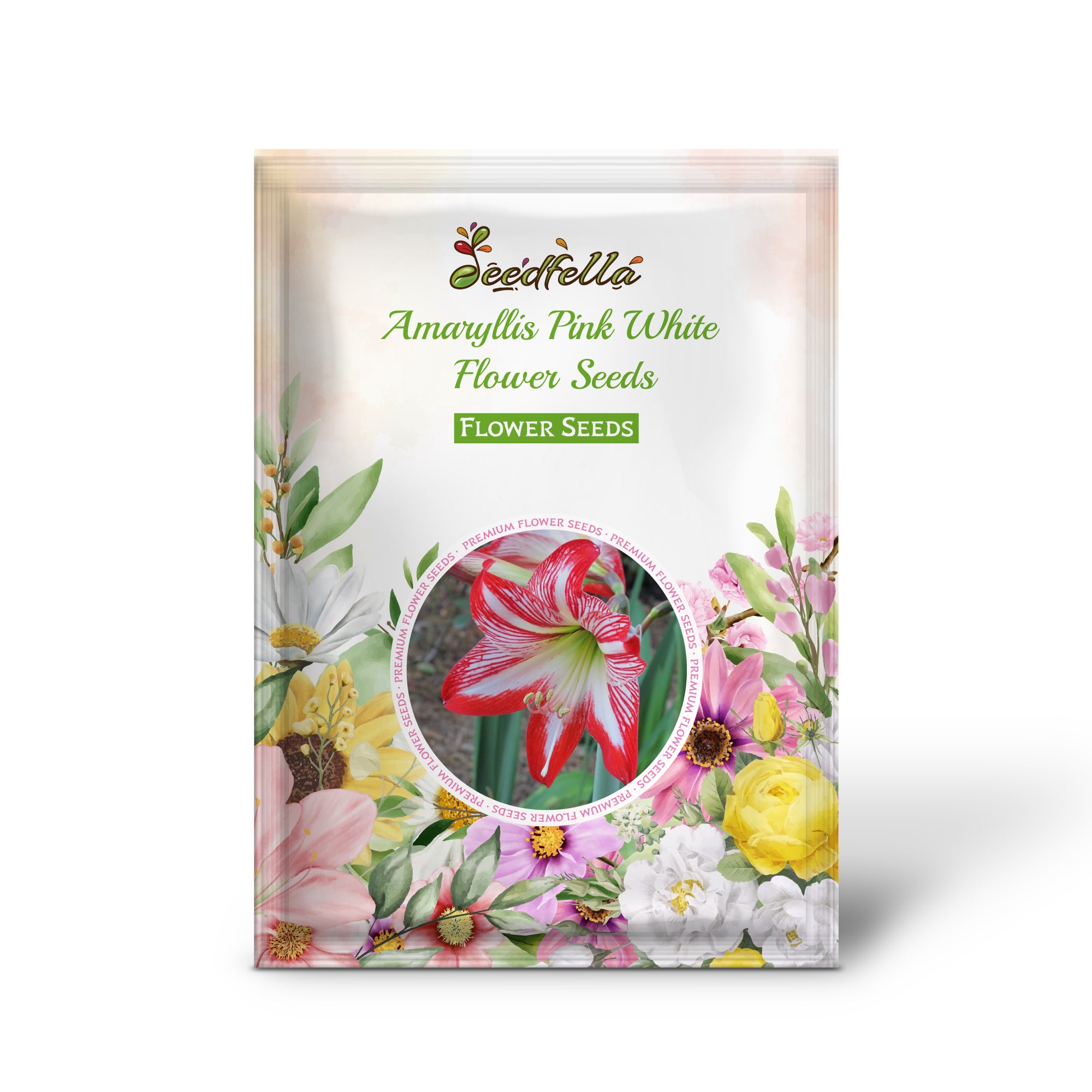 Pink and White Amaryllis Blooms for Elegant Gardens