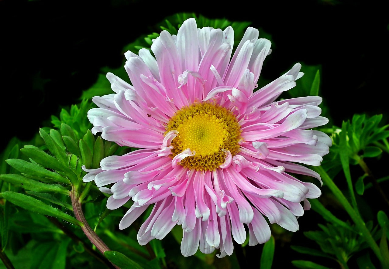 Pink & White Aster Seeds for Planting