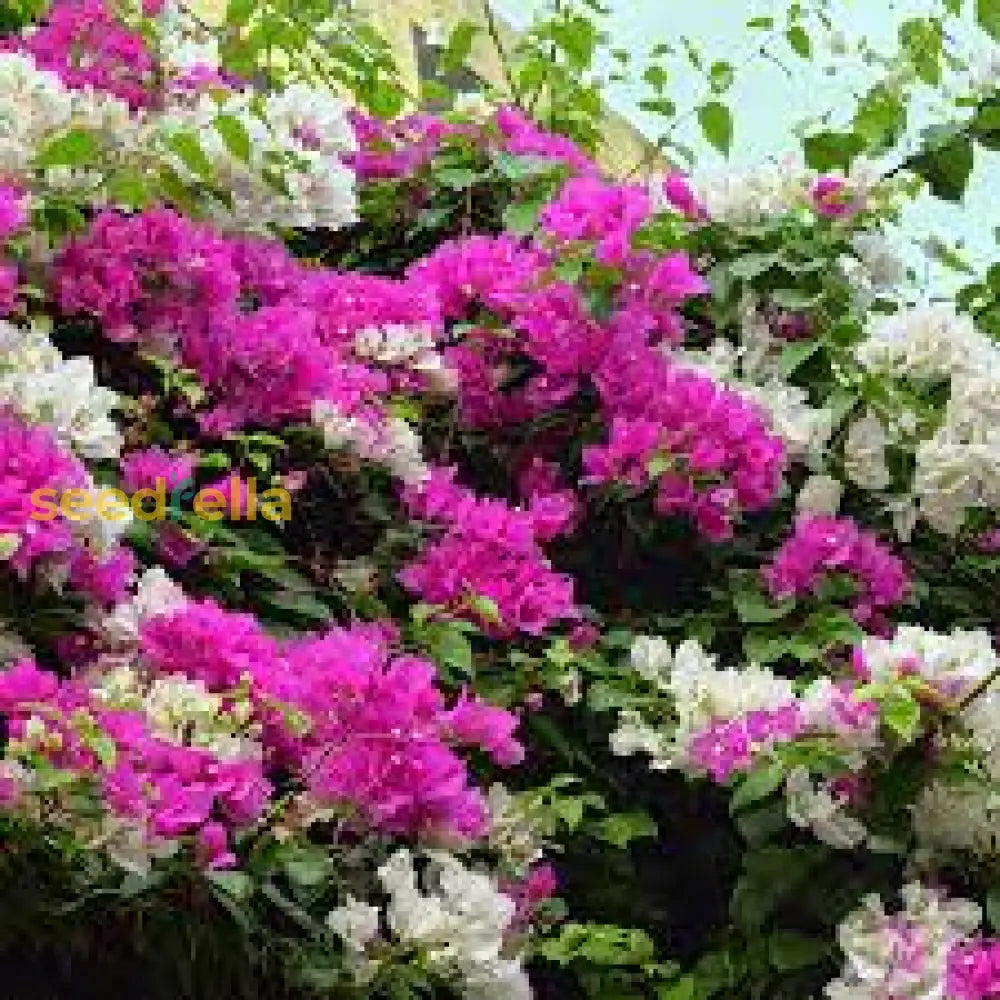 Pink White Bougainvillea Flower Seeds For Planting  Brighten Your Garden