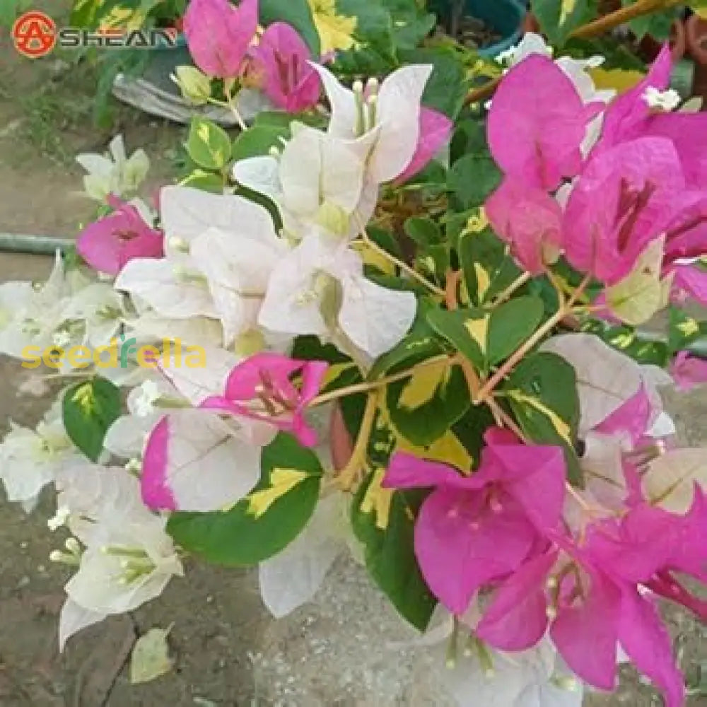 Pink White Bougainvillea Flower Seeds For Planting  Brighten Your Garden