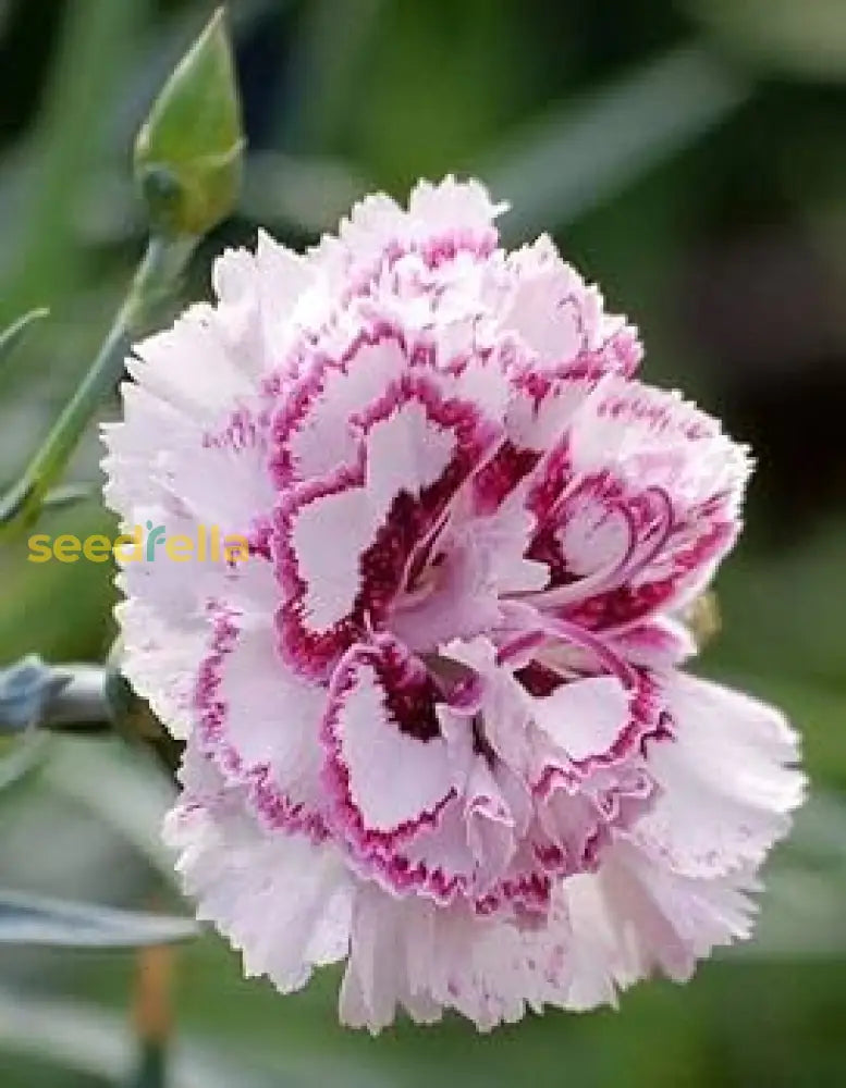 Pink White Carnation Seeds For Planting | Vibrant Annual Flower Your Garden