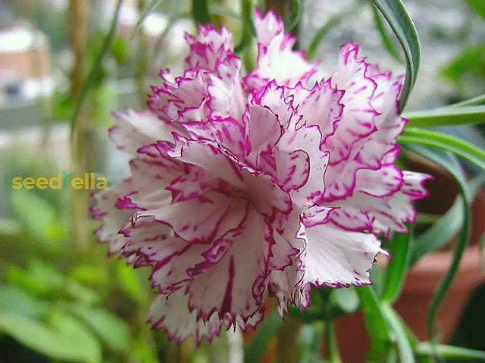 Pink White Carnation Seeds For Planting | Vibrant Annual Flower Your Garden