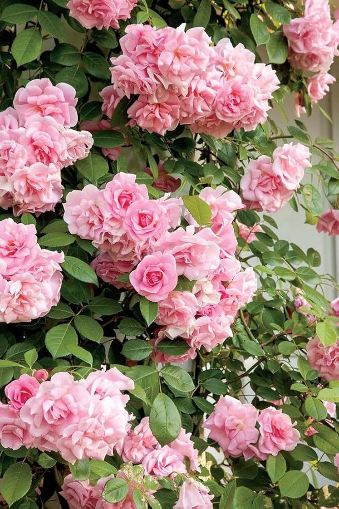 Pink & White Climbing Rose Seeds for easy garden planting