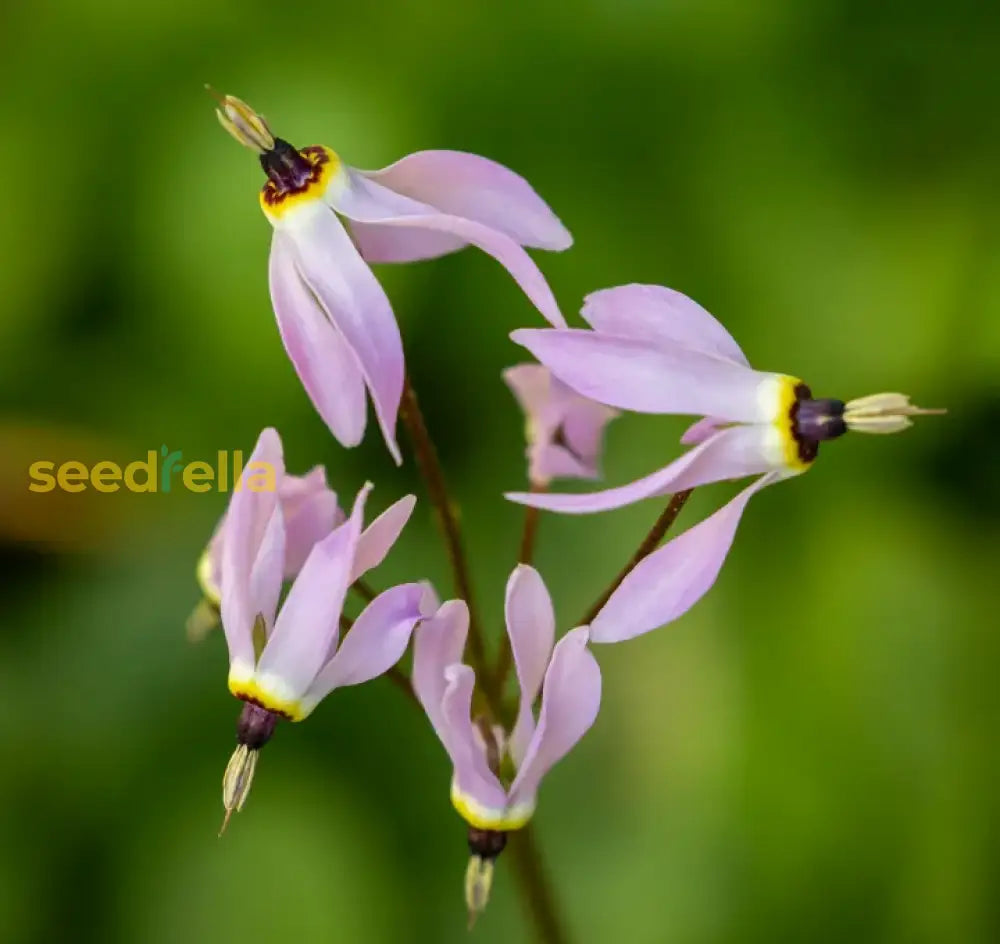 Pink White Dodecatheon Seeds - Perfect For Planting In Spring And Summer Gardens Flower