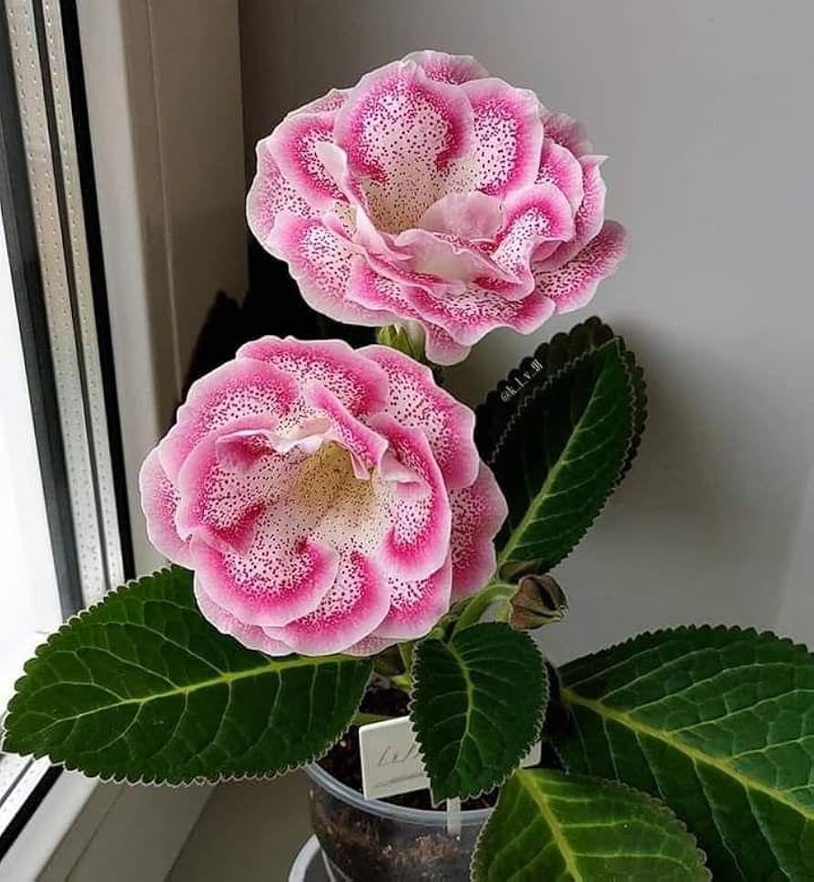 Gloxinia Flower Seeds Pink & White