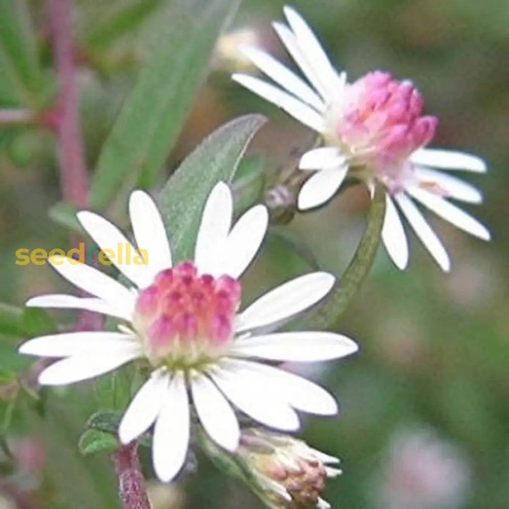 Pink White Lateriflorus Flower Seeds For Beautiful Garden Planting