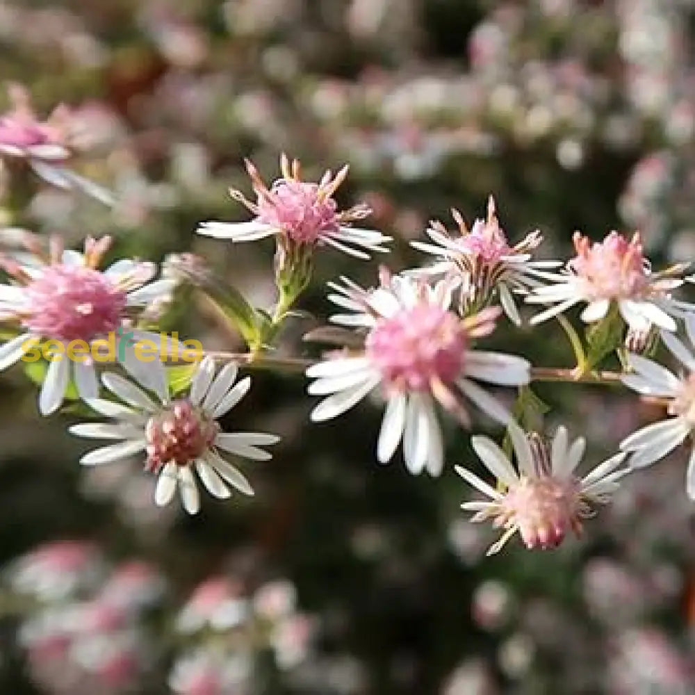 Pink White Lateriflorus Flower Seeds For Beautiful Garden Planting